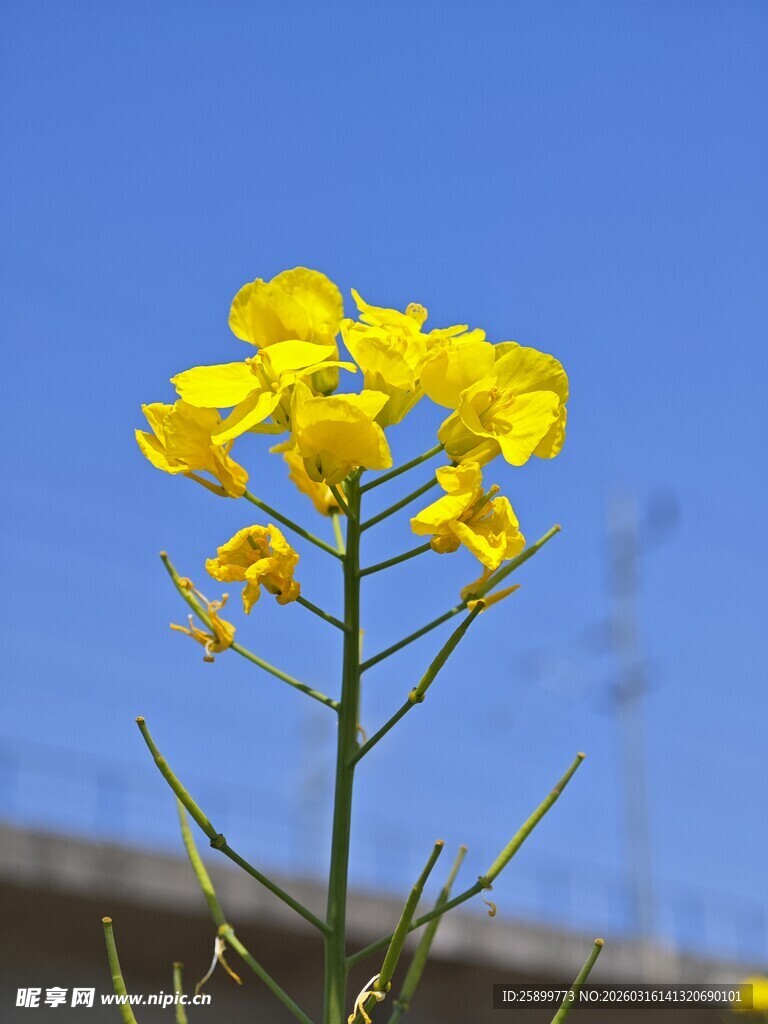 一枝绽放的黄色油菜花