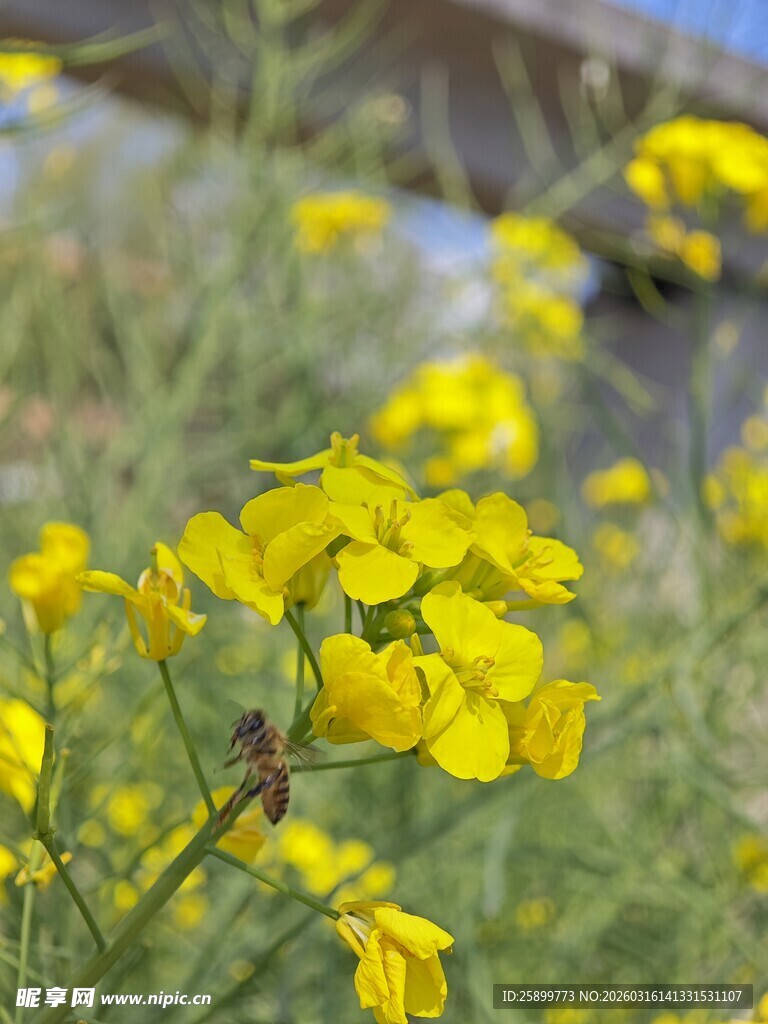 春日绽放的黄色小花