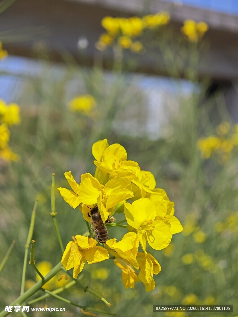 春日绽放的明艳油菜花