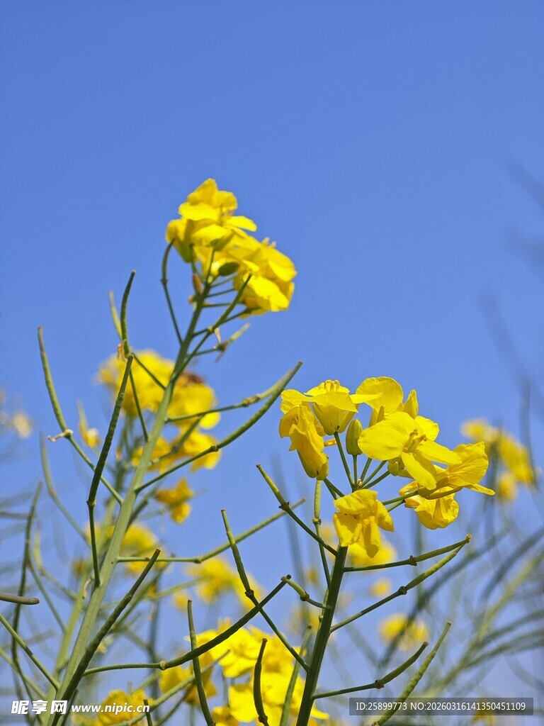 蓝天映衬下的灿烂油菜花