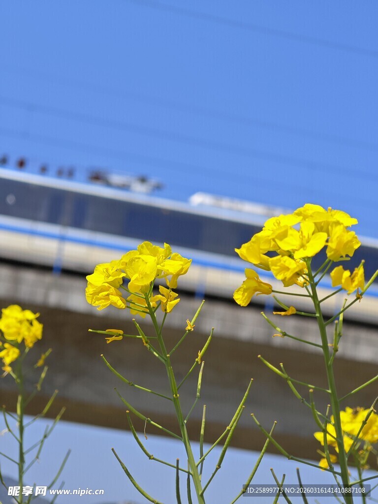 铁轨旁绽放的黄色小花