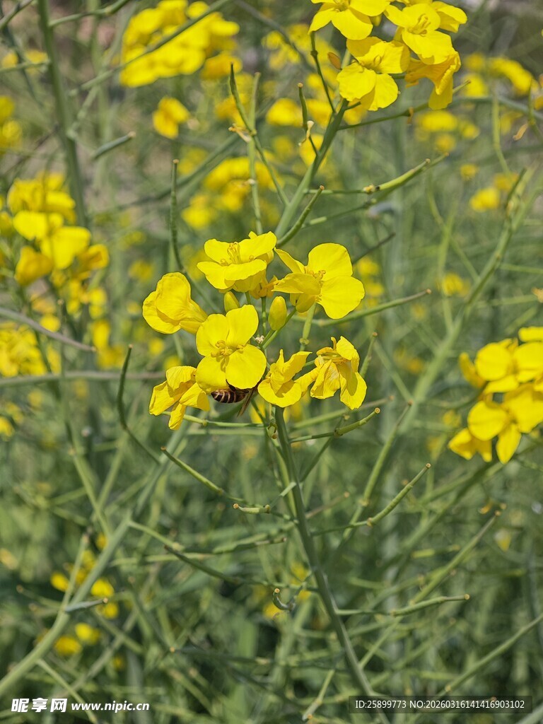 金黄灿烂的油菜花田