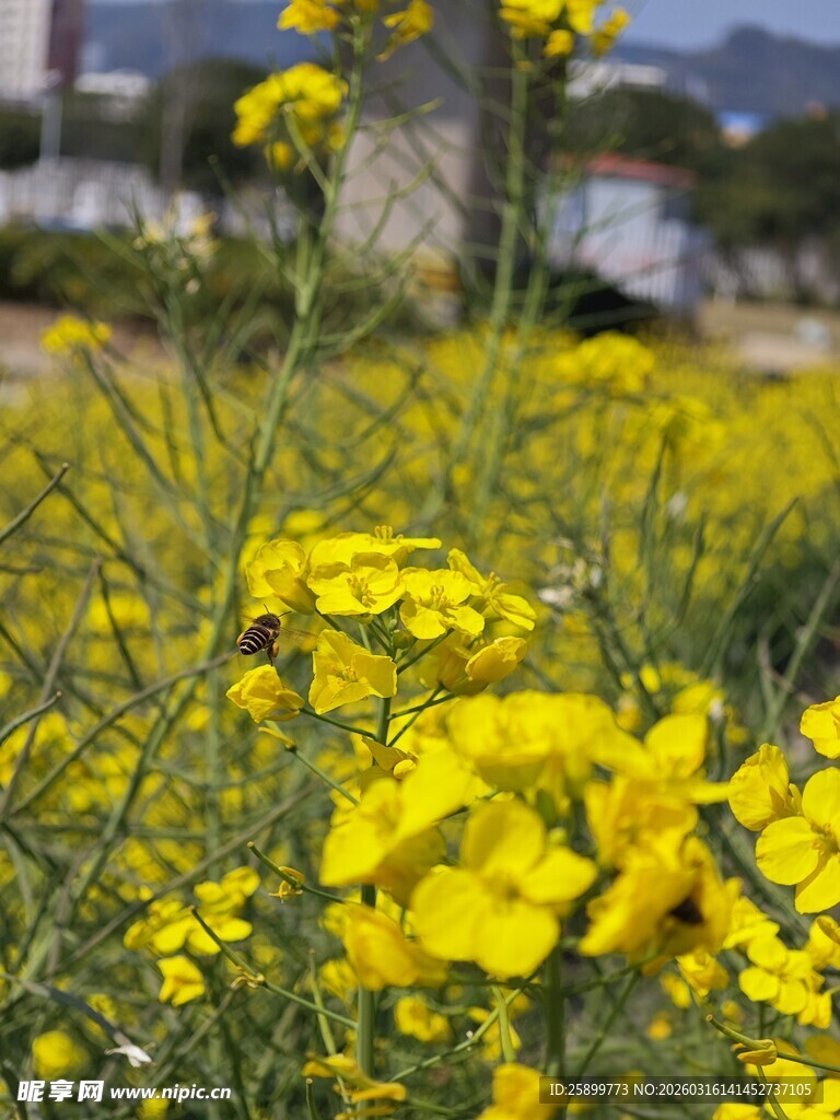春日盛放的灿烂油菜花