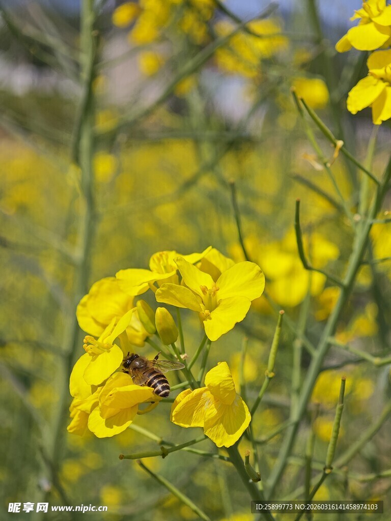 油菜花间蜜蜂采蜜