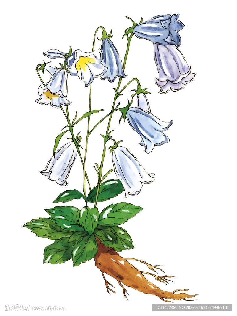 中药材南沙参手绘插画