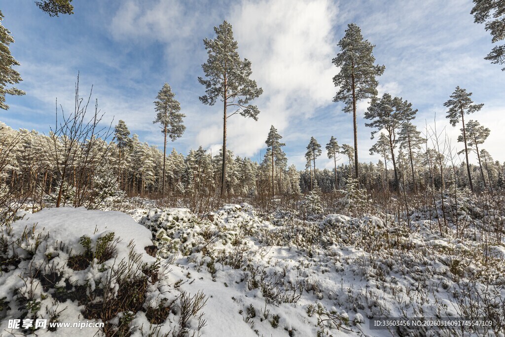 冬日雪覆森林景观