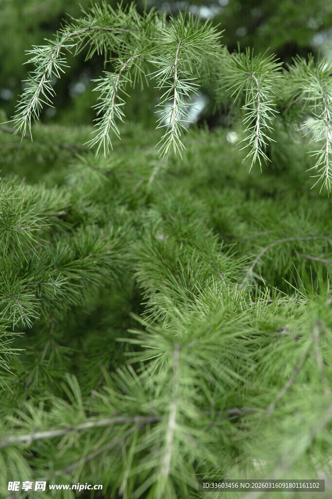 翠绿松针特写