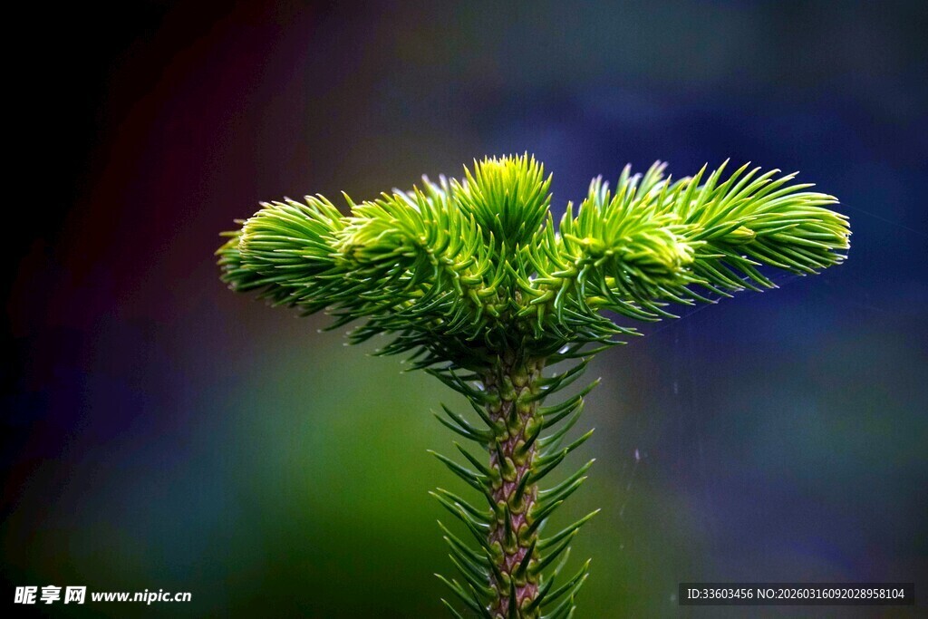 嫩绿松枝特写