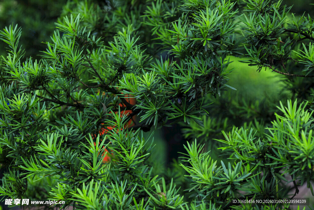 翠绿枝叶间的一抹红