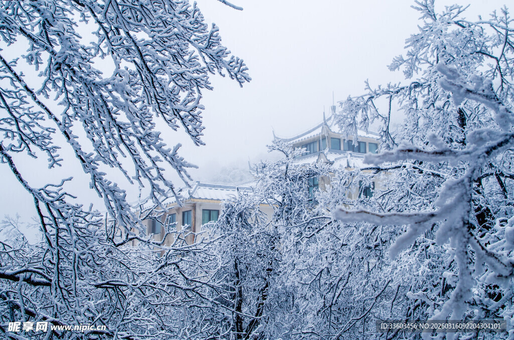 雪覆树枝的冬日美景