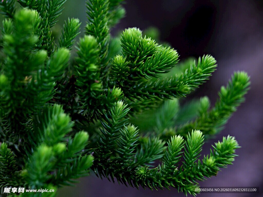 翠绿松针特写