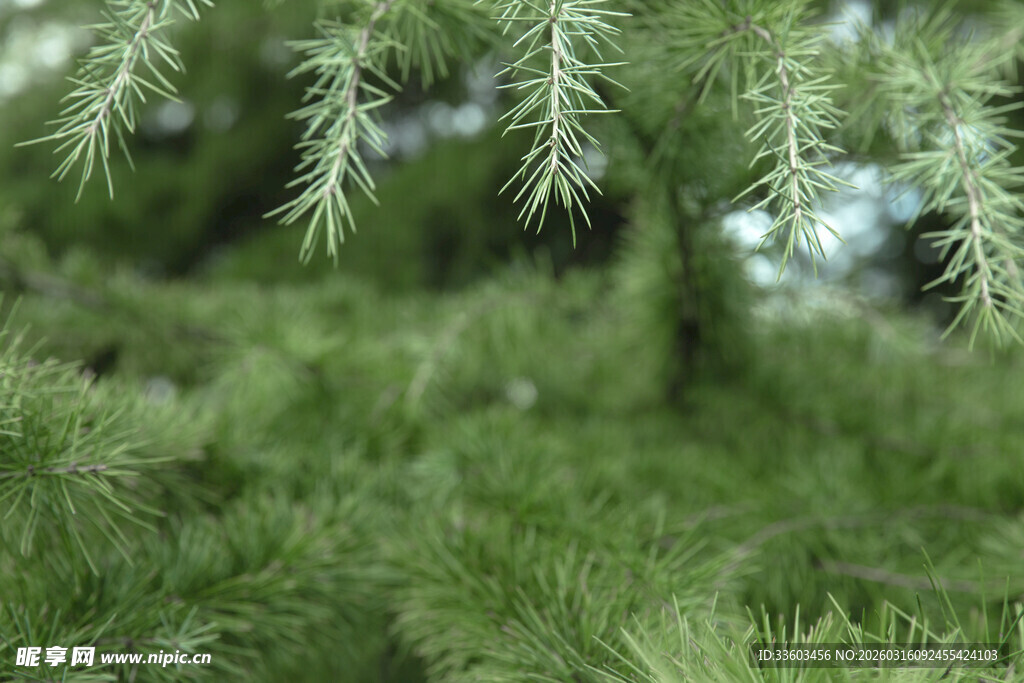 翠绿松针近景