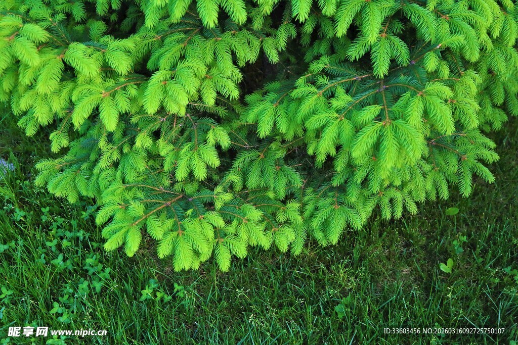 翠绿繁茂的树叶景观