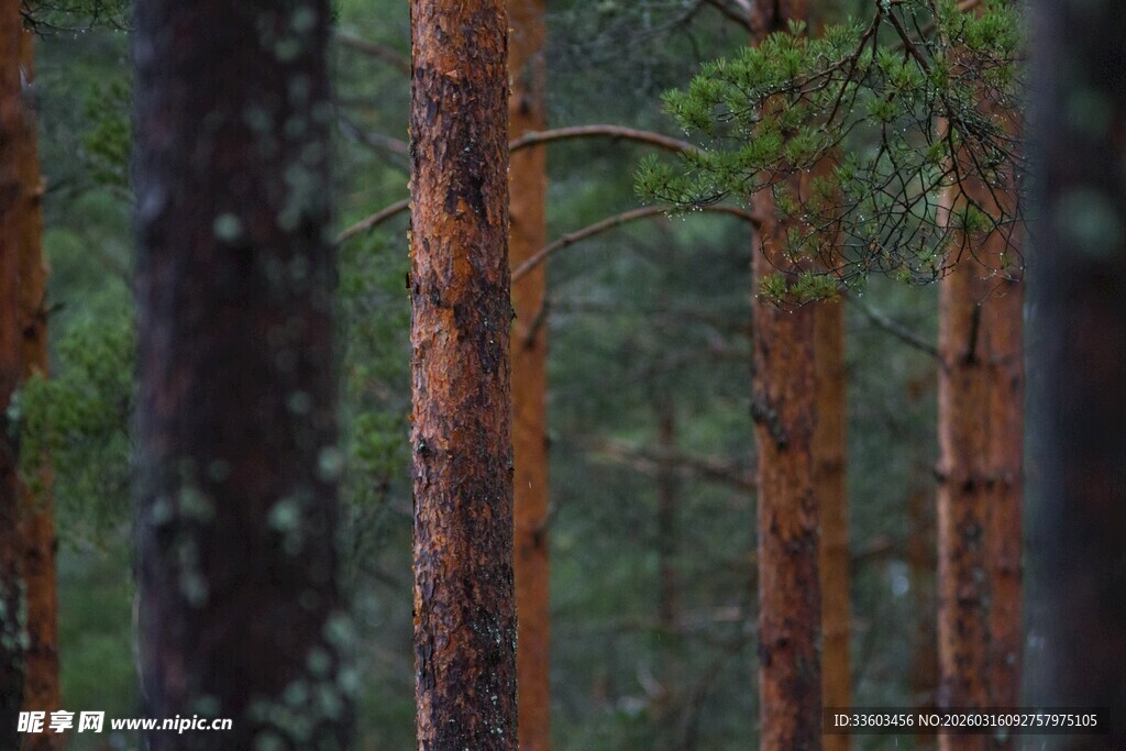 茂密树林中的挺拔松树