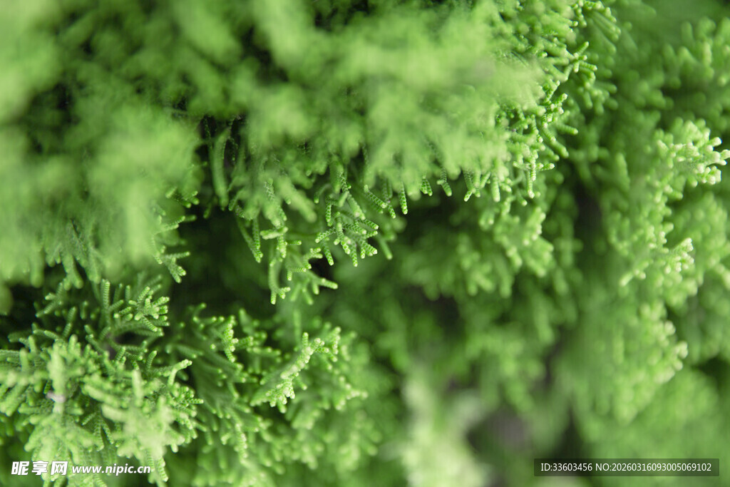 翠绿蕨类植物特写