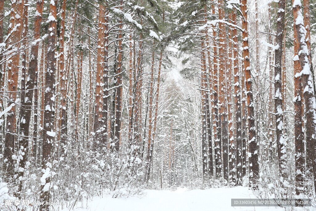 冬日雪覆松林景象