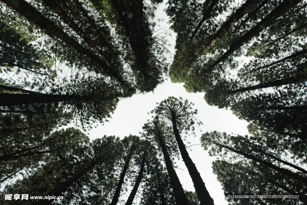 仰视茂密森林树冠景象