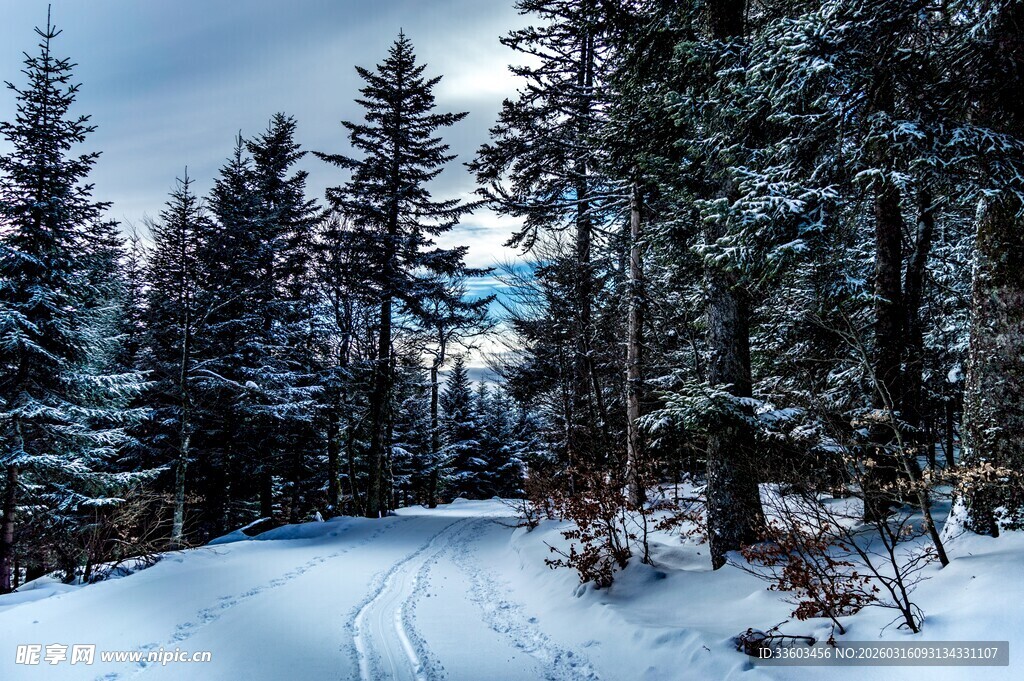 冬日雪覆森林美景