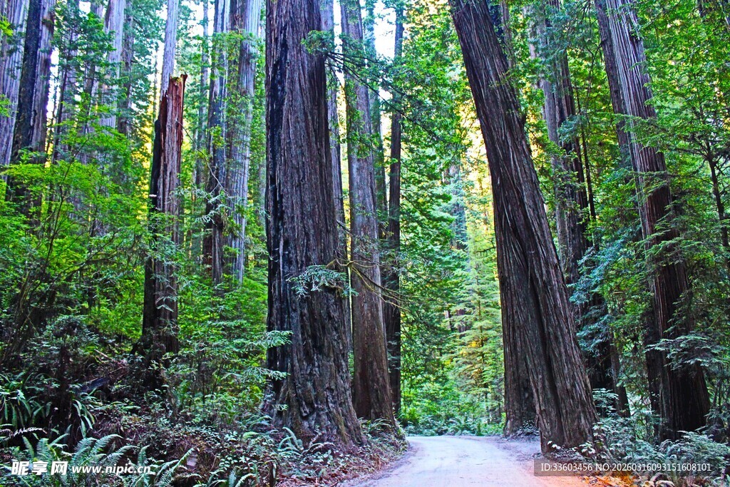 森林中的幽静小径