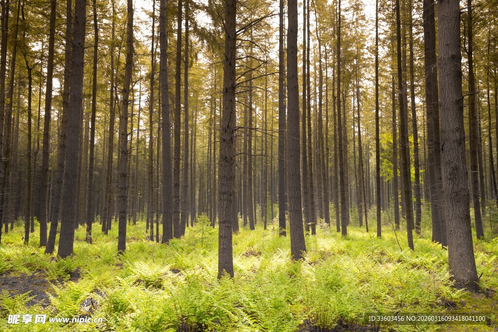 阳光照耀下的静谧森林