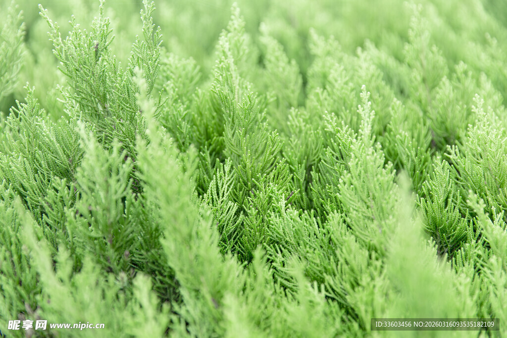翠绿茂密的植物景观