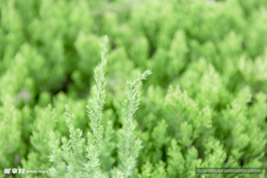 翠绿植物特写
