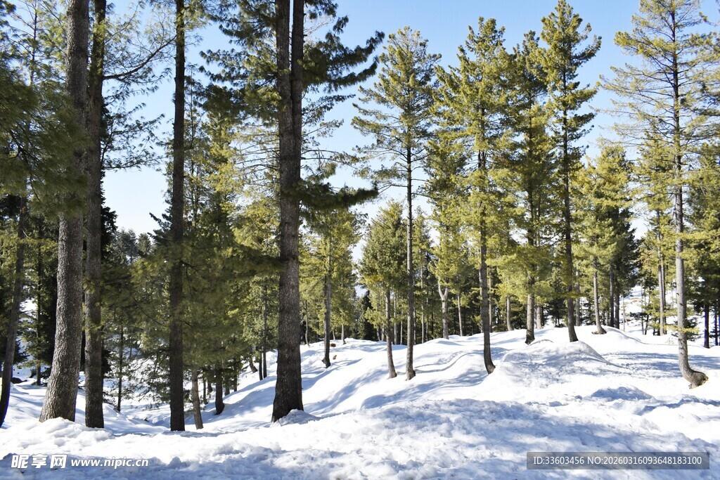 冬日雪覆松林美景
