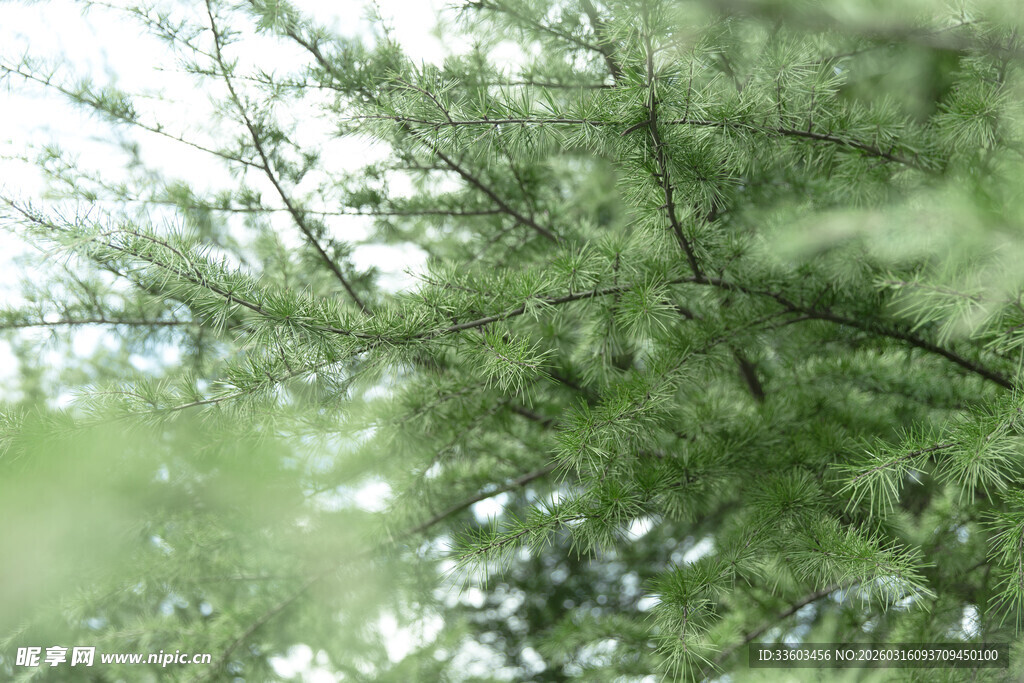 翠绿枝叶间的清新景致