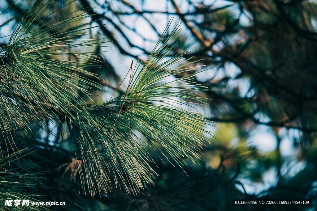 松树枝叶特写