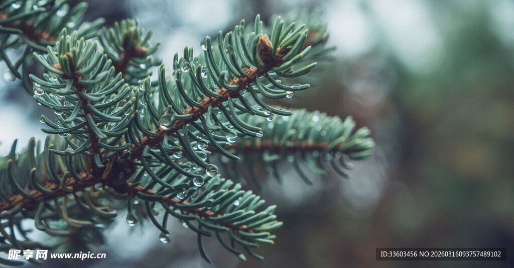 翠绿松枝特写