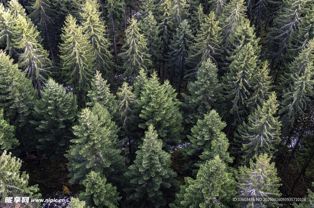 俯瞰茂密翠绿的松树林