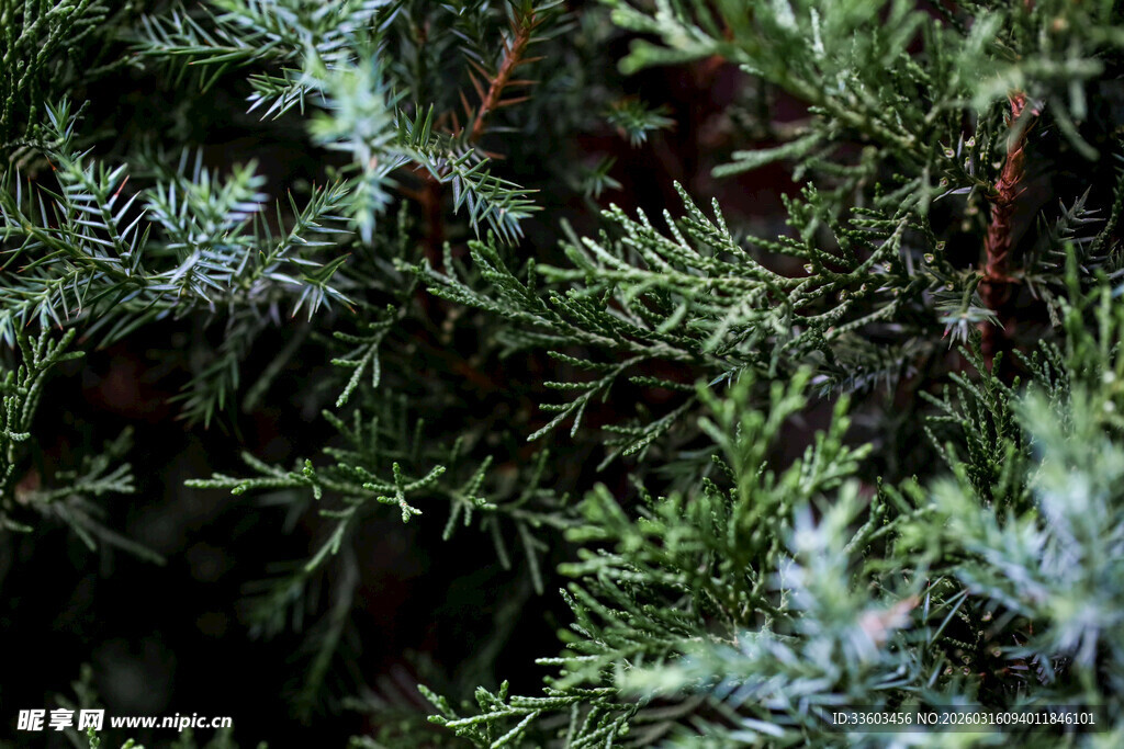 翠绿松针特写