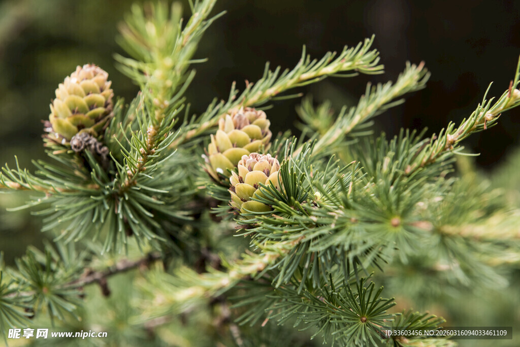 松枝上的嫩绿松果
