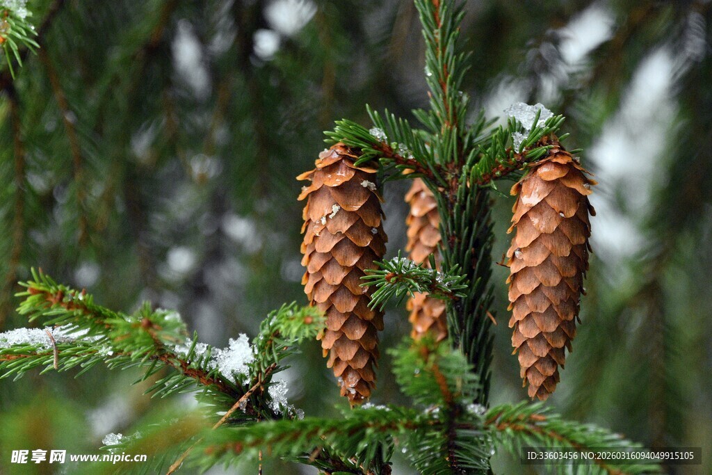 松树枝上的棕色松果