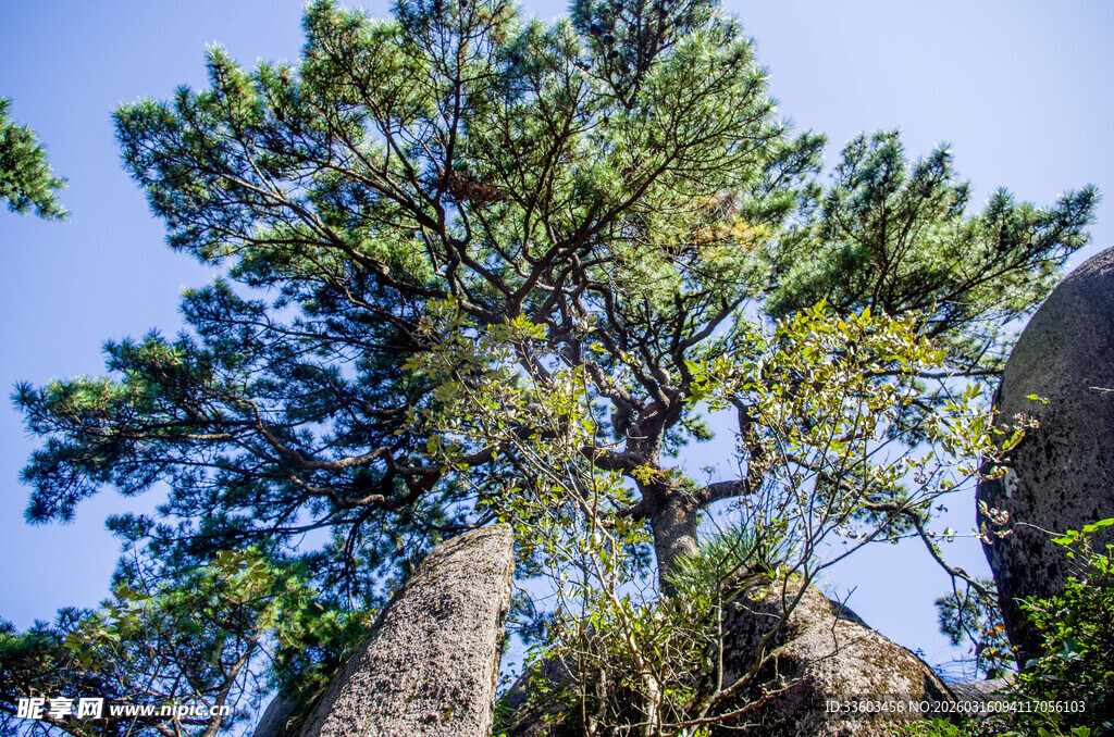 高耸入云的翠绿松树