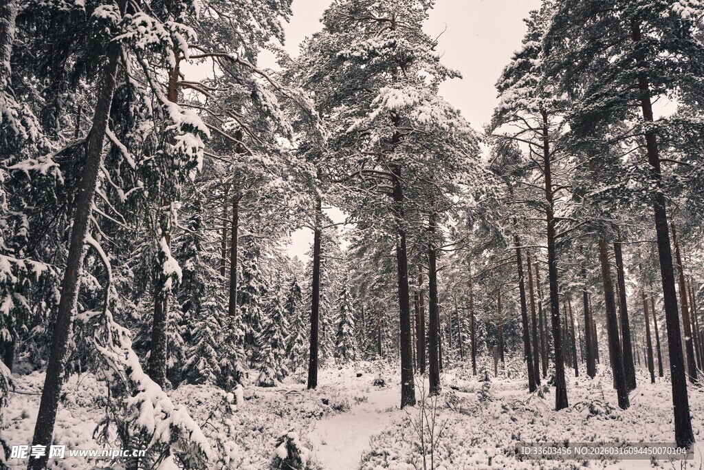 冬日雪覆松林美景