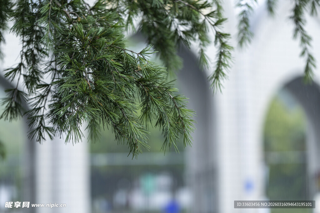 翠绿枝叶下的朦胧景致