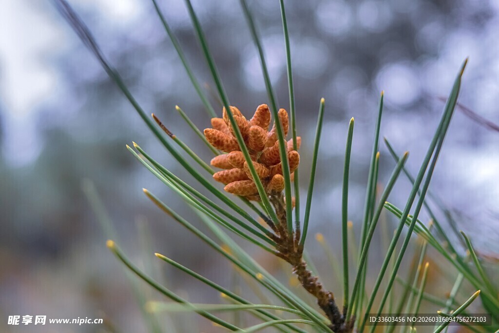 松枝上的橙色松果