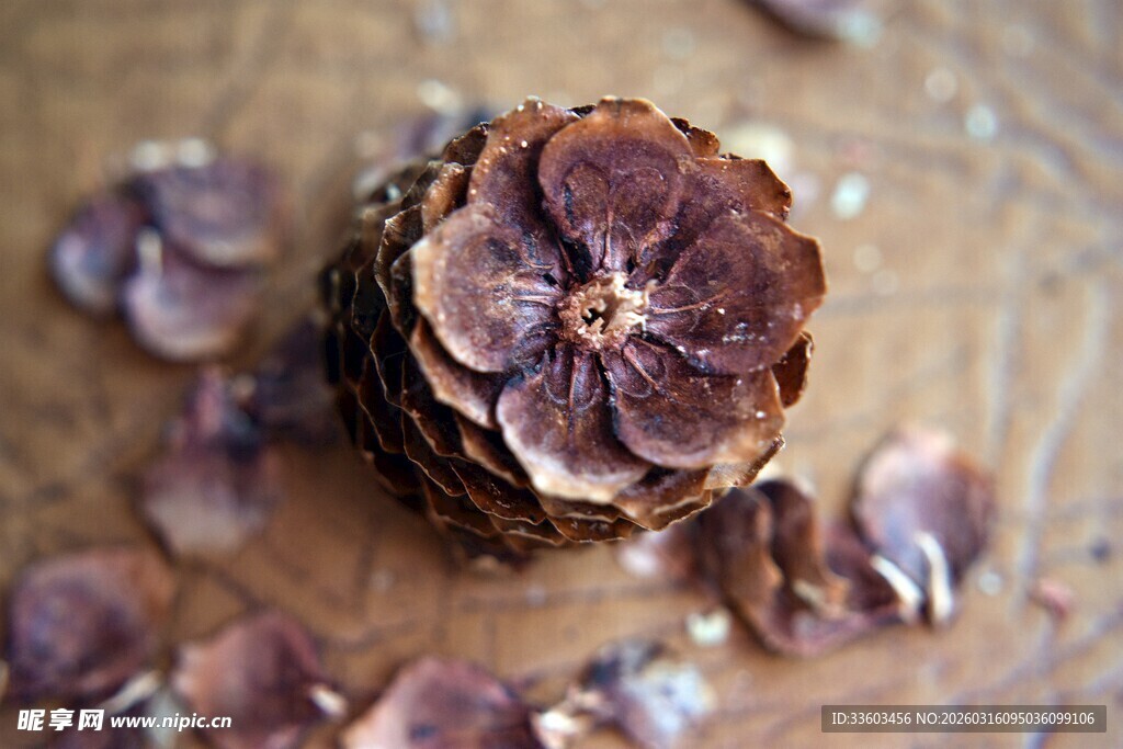 木质背景上的松果及碎屑