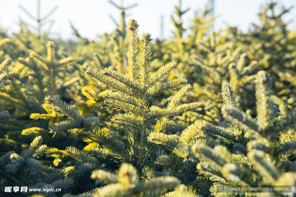 茂密的针叶植物