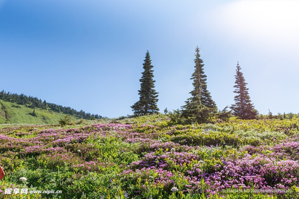 山间花海与挺拔松树