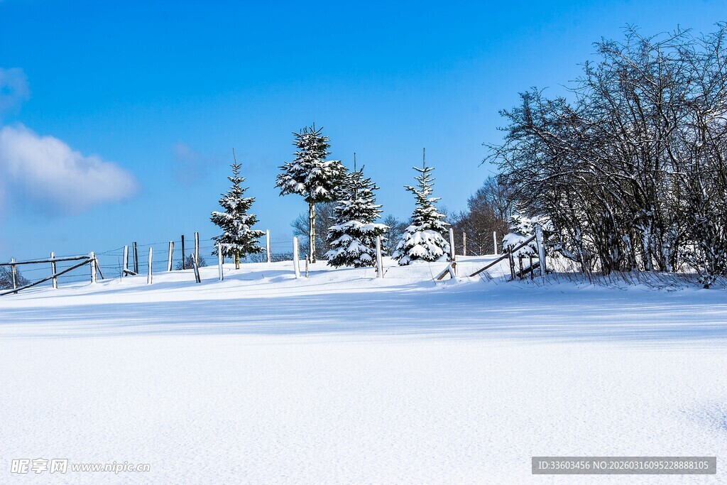 冬日雪景中的树木风光