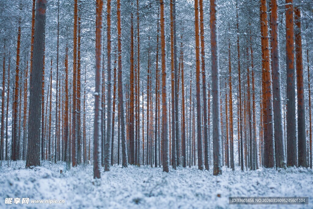 雪覆松林美景