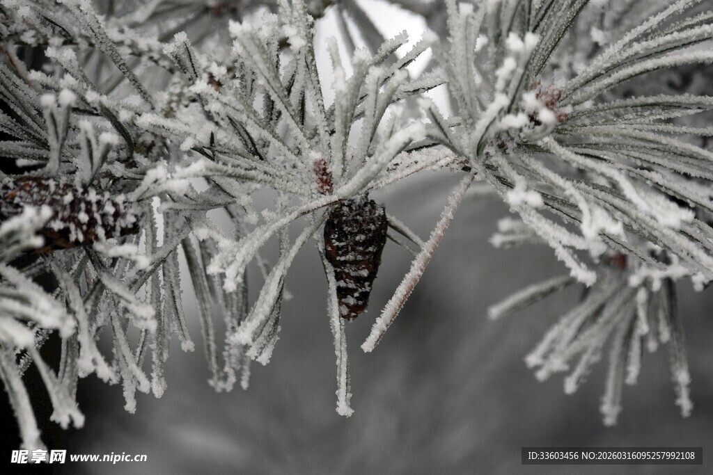雪覆松枝与松果