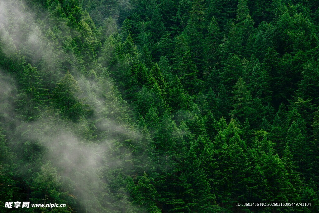 云雾缭绕的翠绿山林