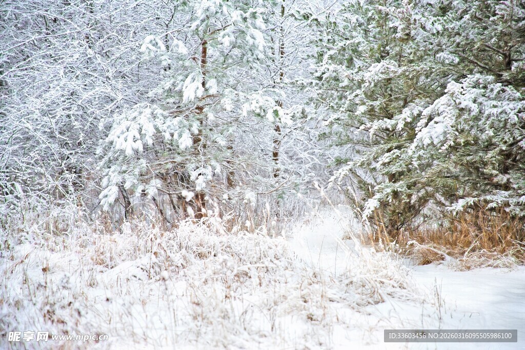 雪覆树林的冬日美景
