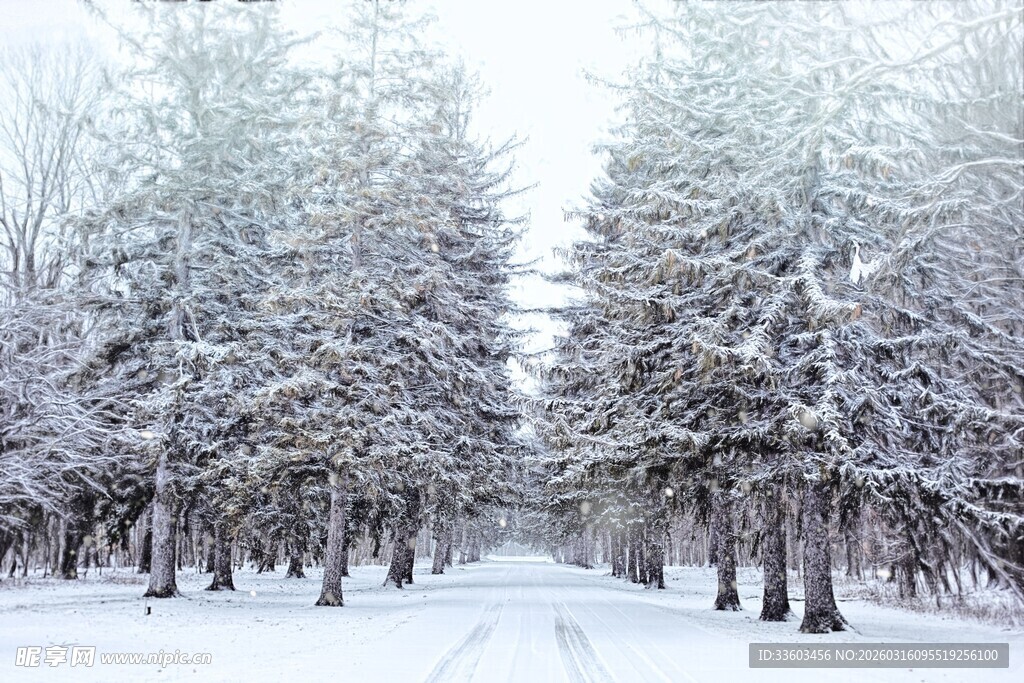 雪覆树林的冬日静谧景象