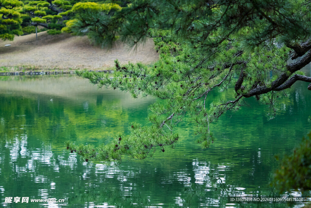 静谧湖景与翠绿枝叶相映