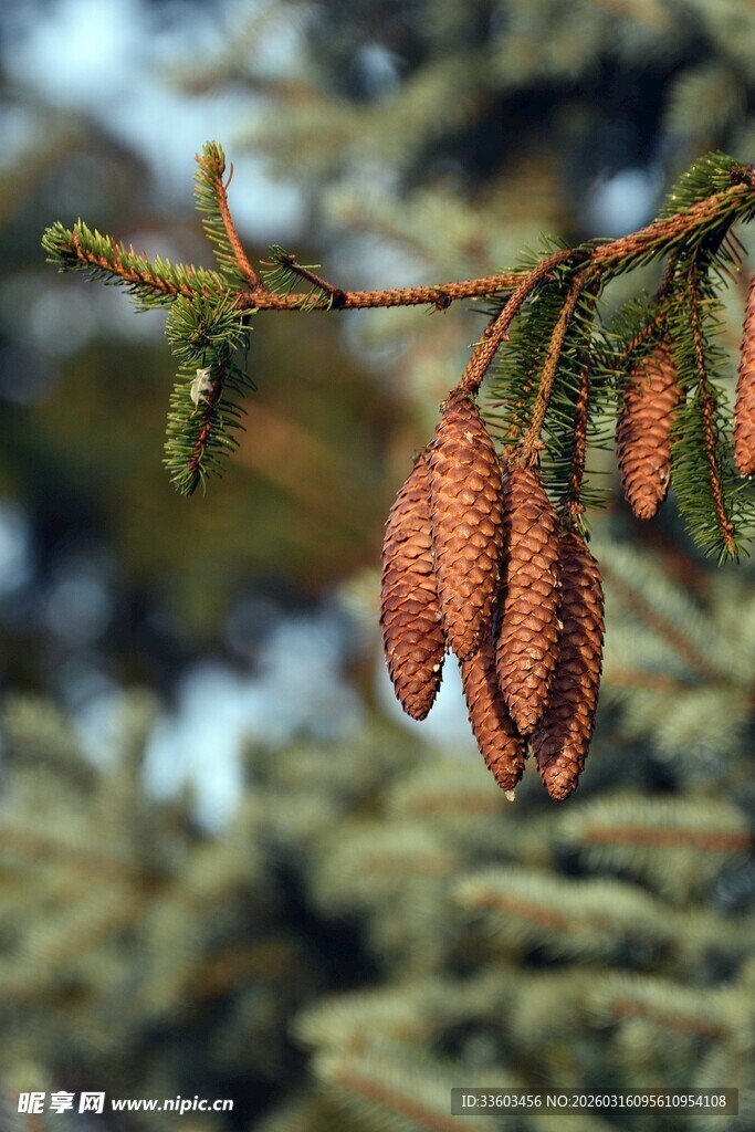 松树枝头的锥形松果