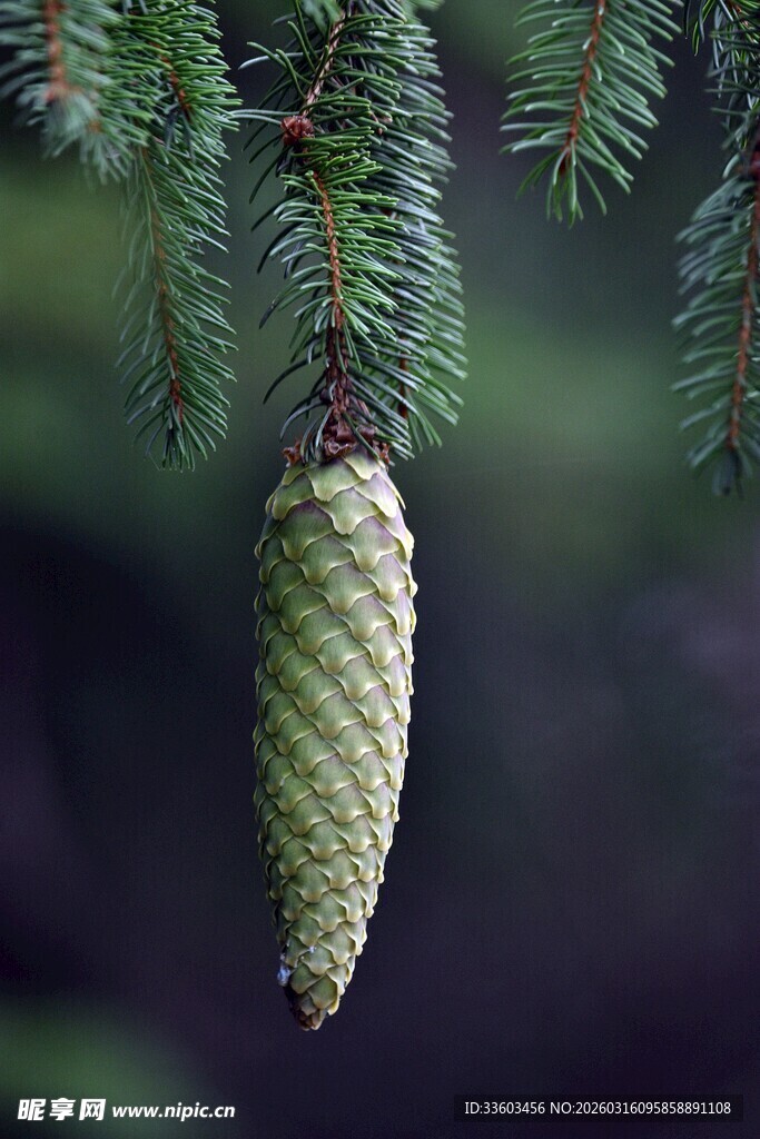 悬挂的松果